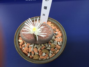 午後のﾒｾﾝ
